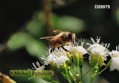 Western Honey Bee (Apis mellifera)